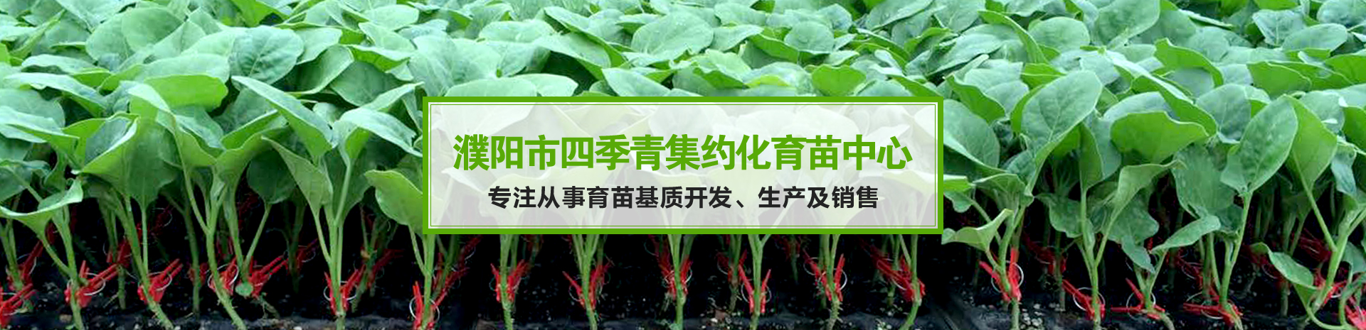 濮陽(yáng)市四季青集約化育苗中心