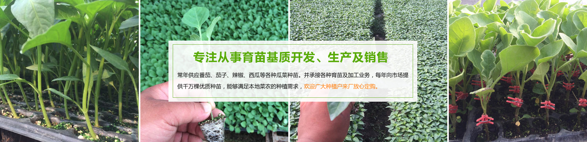 濮陽(yáng)市四季青集約化育苗中心
